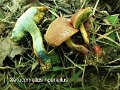 Xerocomellus ripariellus-amf307